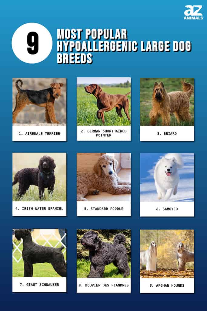 hypoallergenic dog breeds that dont shed