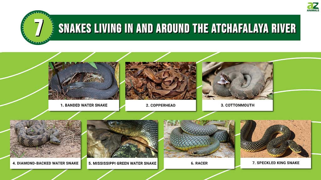 Infographic of 7 Snakes Living in and Around the Atchafalaya River