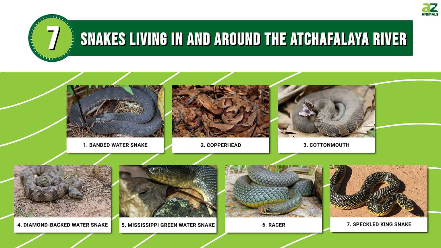 Discover the 7 Snakes Slithering Around Louisiana's Atchafalaya River ...