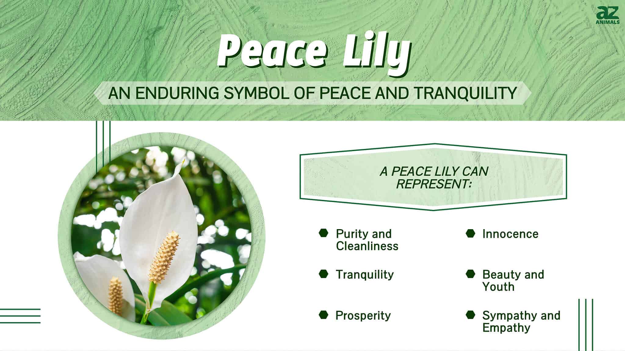 Peace Lily Fact Sheet