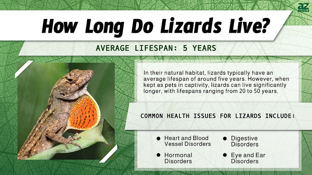How Long Do Lizards Live? infographic