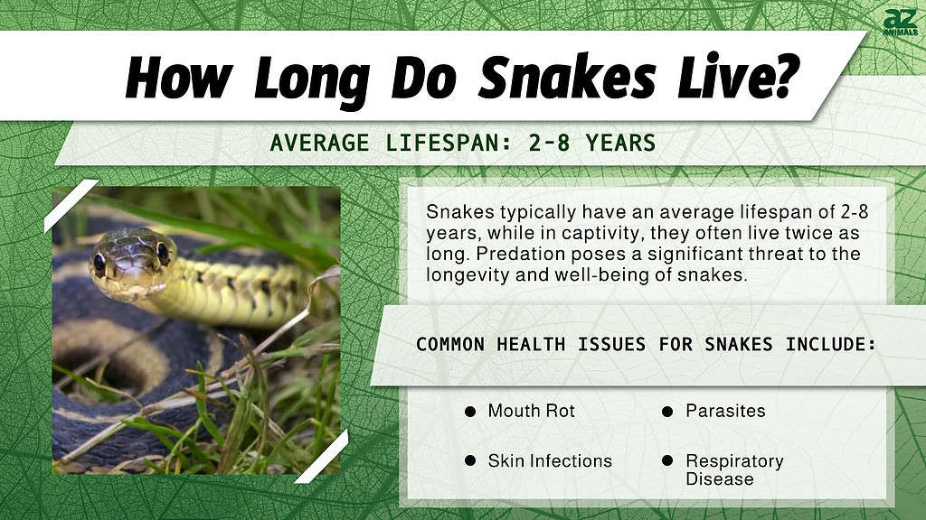 How Long Do Snakes Live? infographic