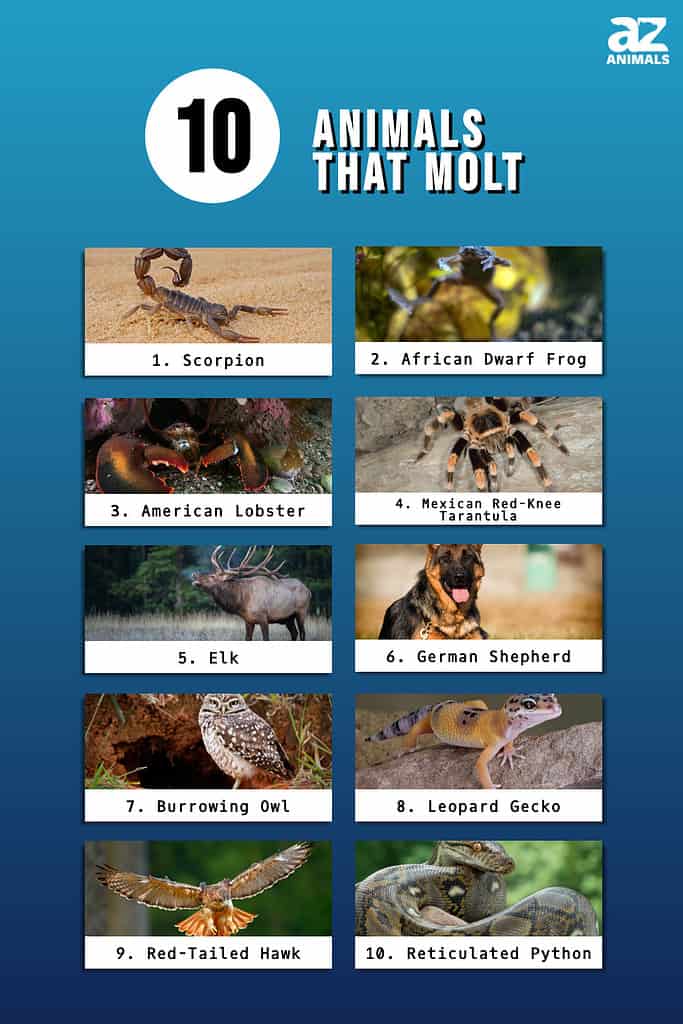 Infographic of 10 Animals That Molt