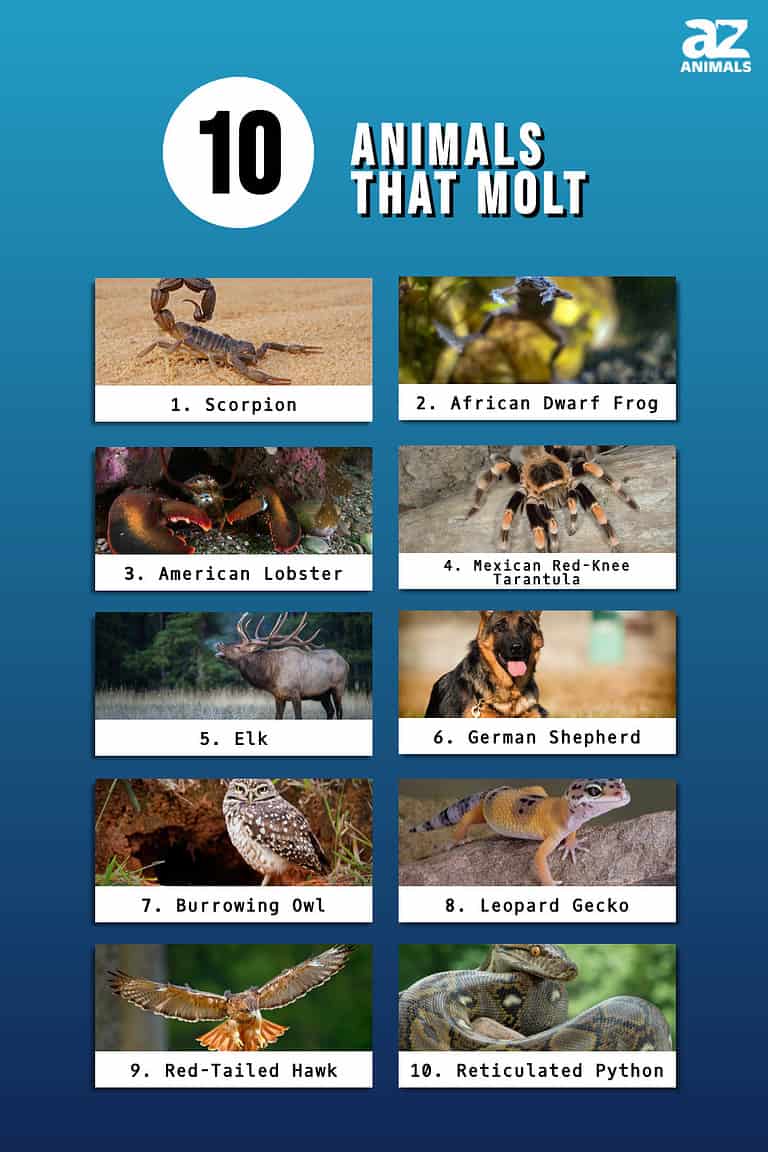 Check Out These 10 Animals That Molt - A-Z Animals