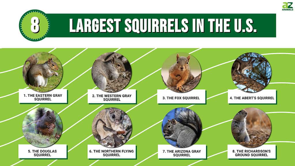 Largest Squirrels in the U.S.