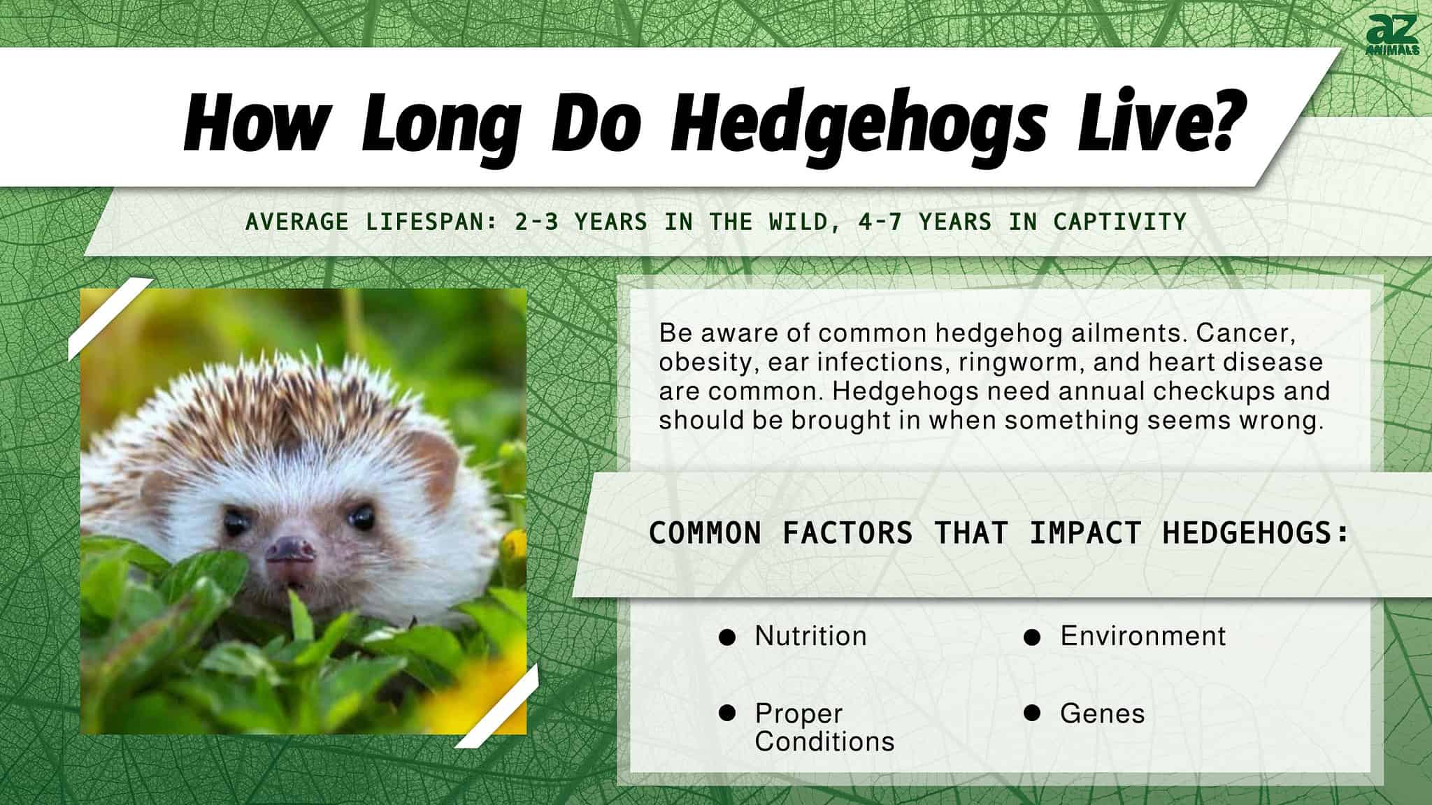 Hedgehog Lifespan: How Long Do Hedgehogs Live? - A-Z Animals