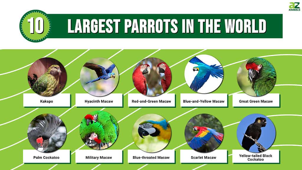 What Is The Largest Parrot In The Rainforest KJDNPR