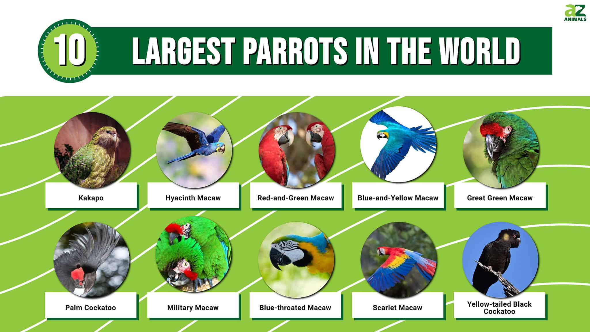 Discover the 10 Largest Parrots in the World AZ Animals