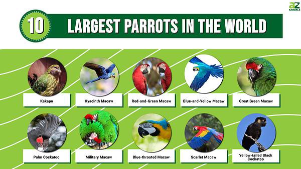 Discover the 10 Largest Parrots in the World - A-Z Animals