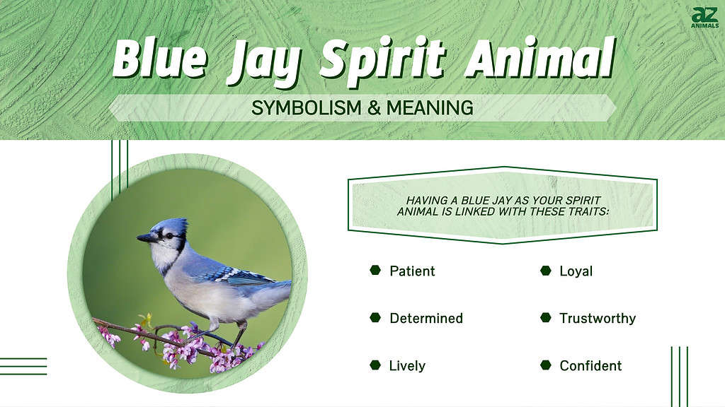 blue jay spirit animal infographic 