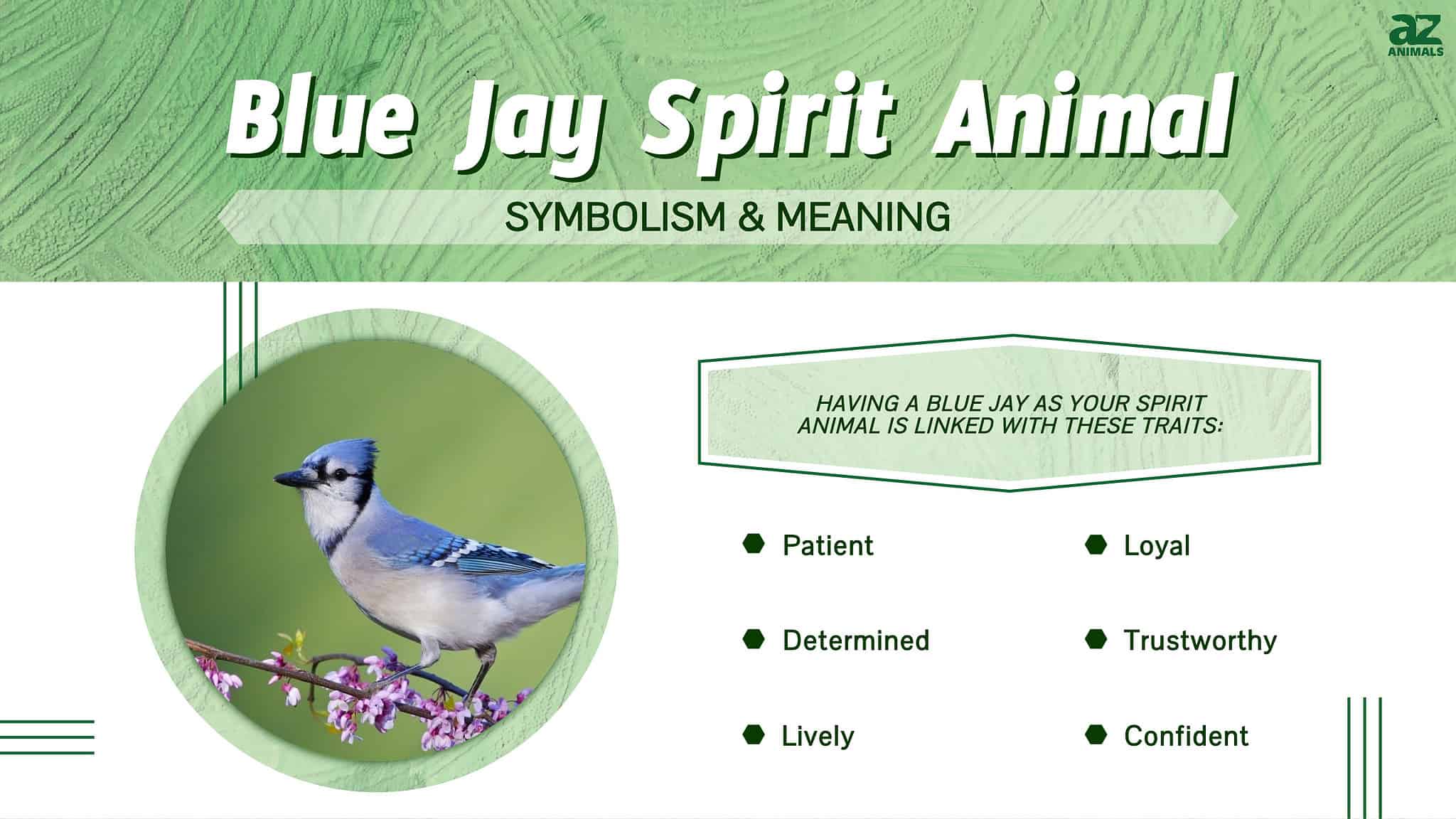 blue-jay-spirit-animal-symbolism-meaning-a-z-animals