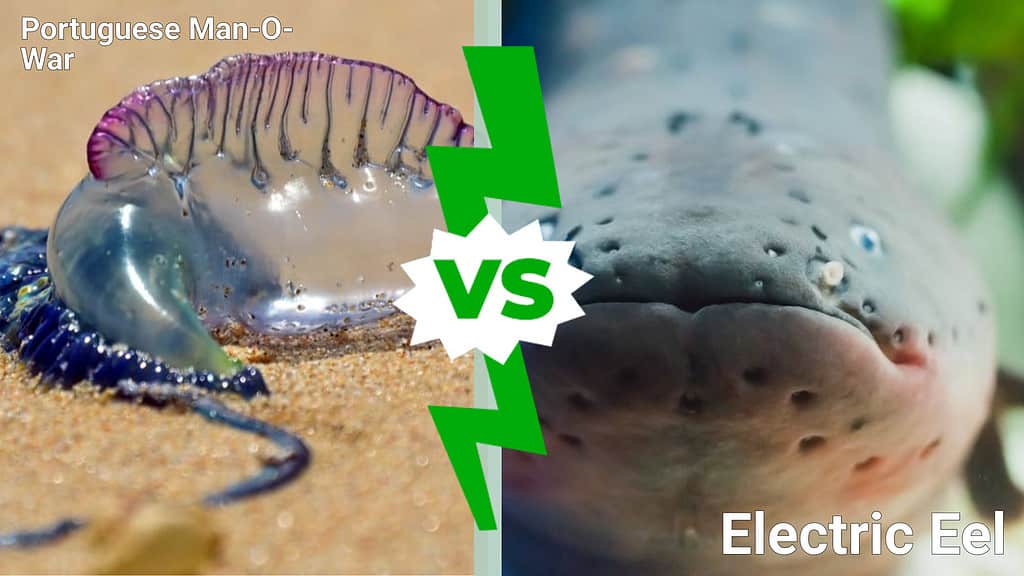 Portuguese Man-o-war vs. electric eel - who would win the fight?