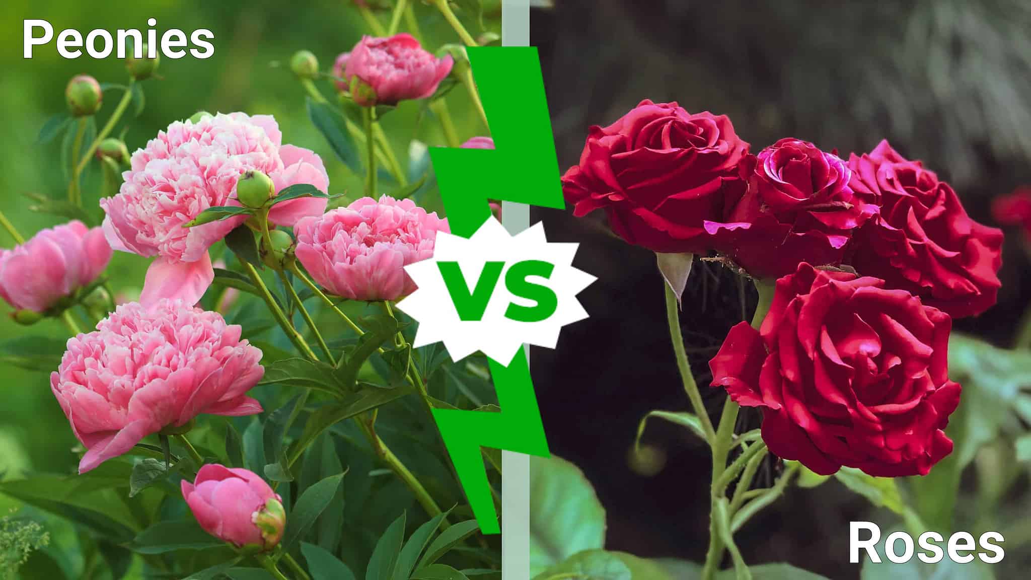 Peonies vs. Roses - A-Z Animals