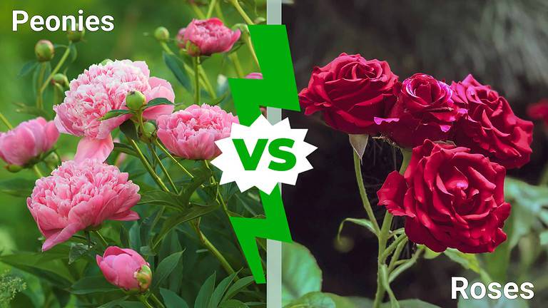 Peonies vs. Roses
