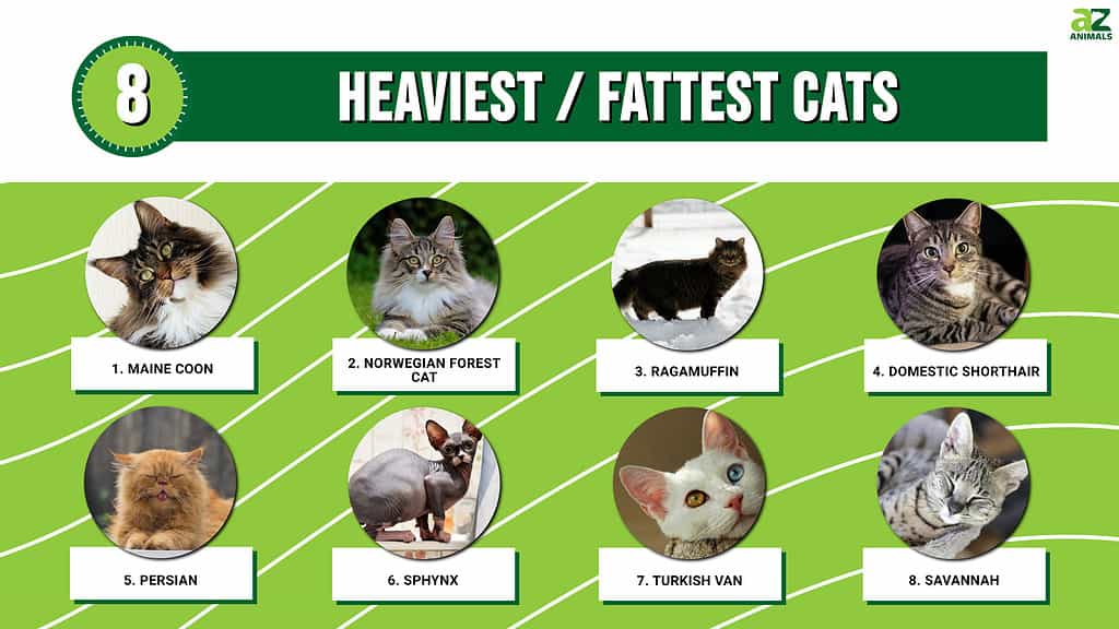 Infographic of the 8 Heaviest / Fattest Cats