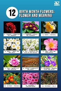 12 Birth Month Flowers: Find My Flower, Color, and Meaning - A-Z Animals