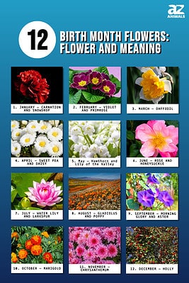 12 Birth Month Flowers: Find My Flower, Color, and Meaning - A-Z Animals