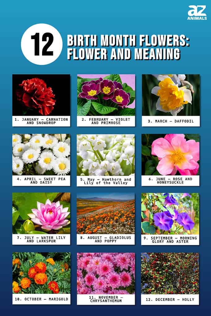 Infographic illustrates flowers that represent each month of the year