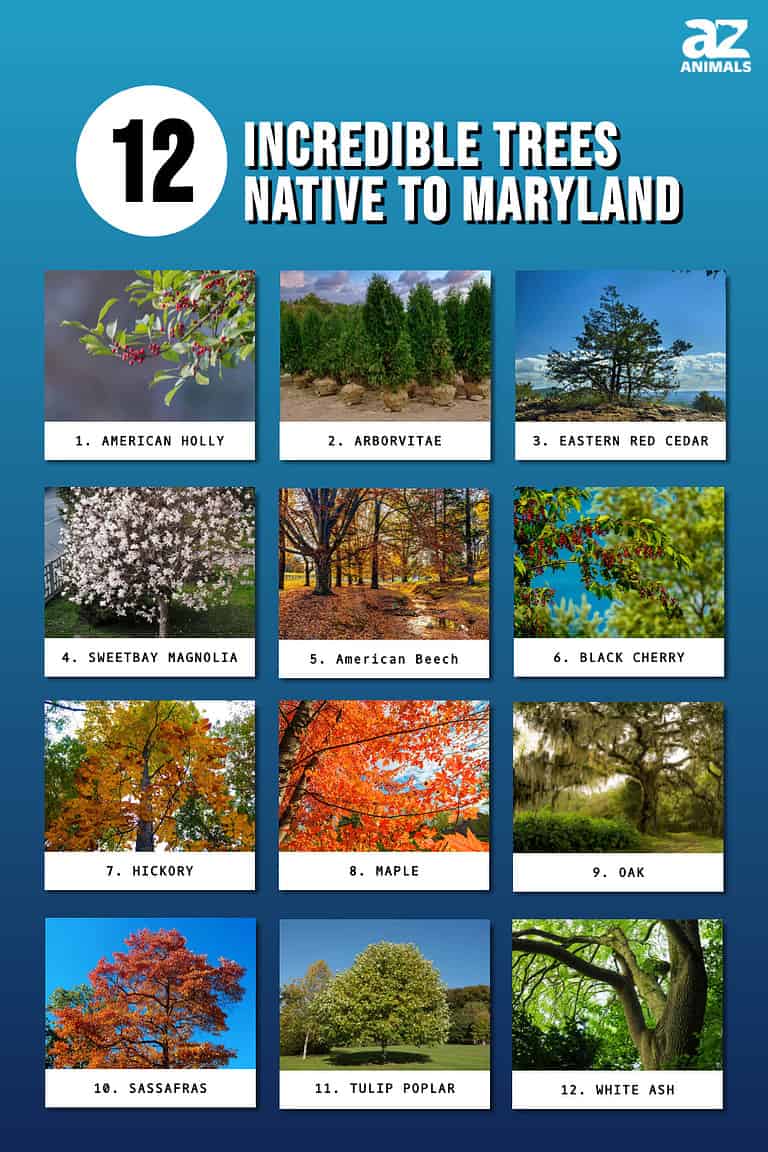 12 Incredible Trees Native To Maryland AZ Animals