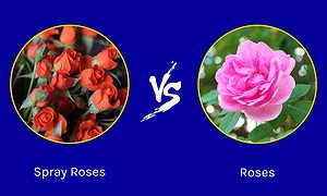 Spray Roses vs. Roses: Key Differences to Know Picture