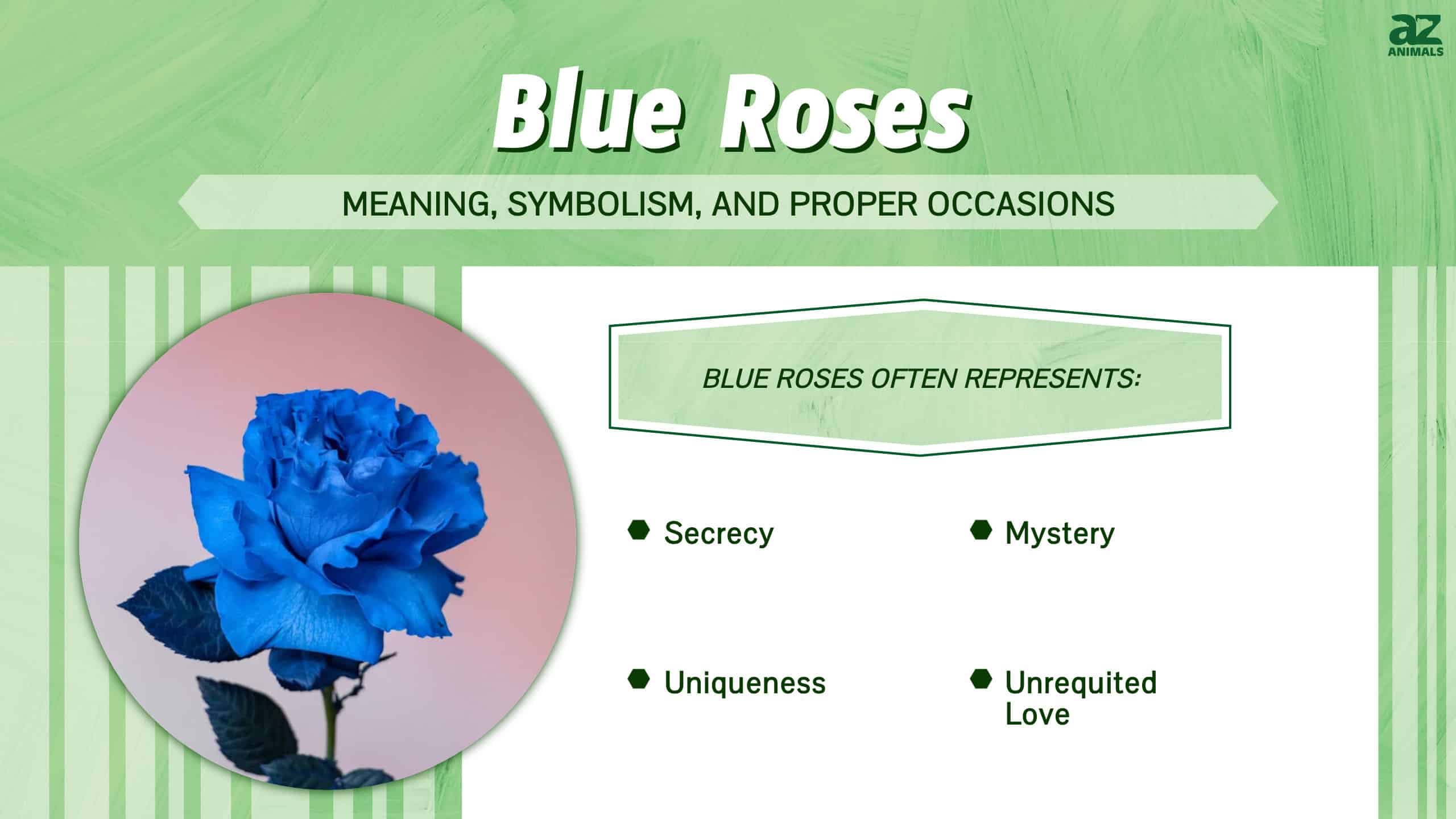 Blue Roses infographic
