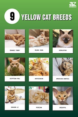 9 Yellow Cat Breeds and Yellow Cat Names - A-Z Animals