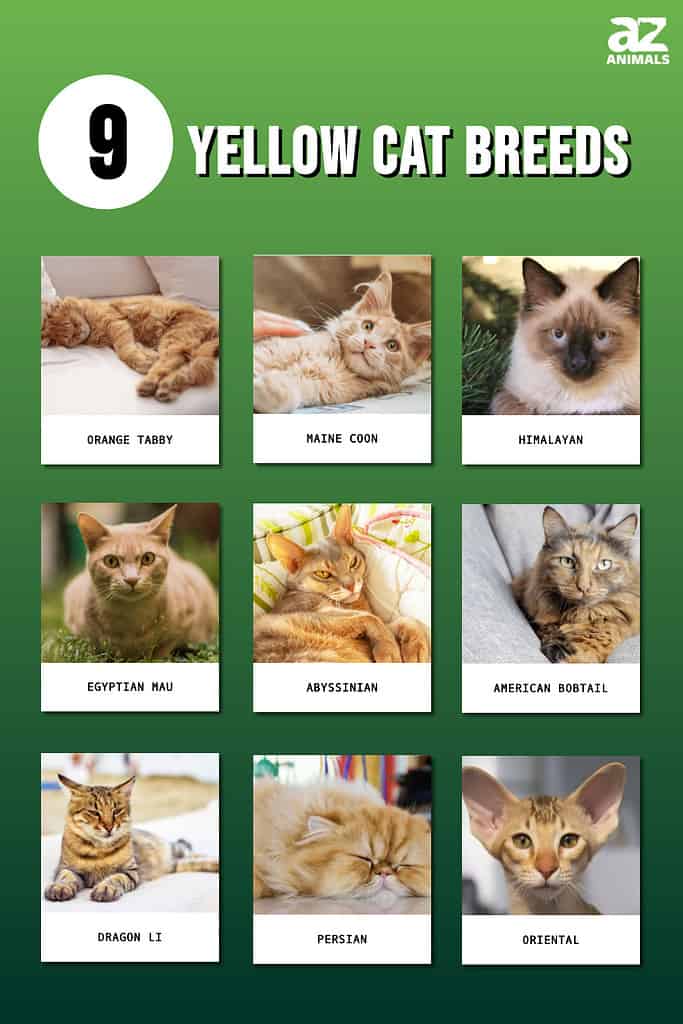 cat breeds with pictures and names