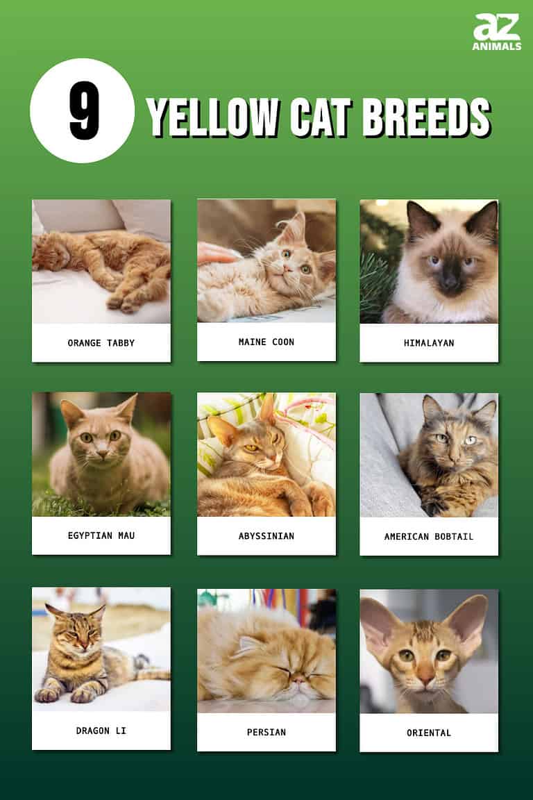 9 Yellow Cat Breeds and Yellow Cat Names - A-Z Animals