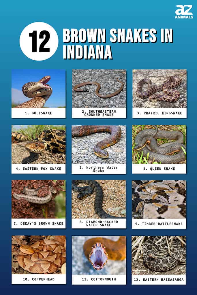 12 Brown Snakes In Oklahoma AZ Animals, 54% OFF