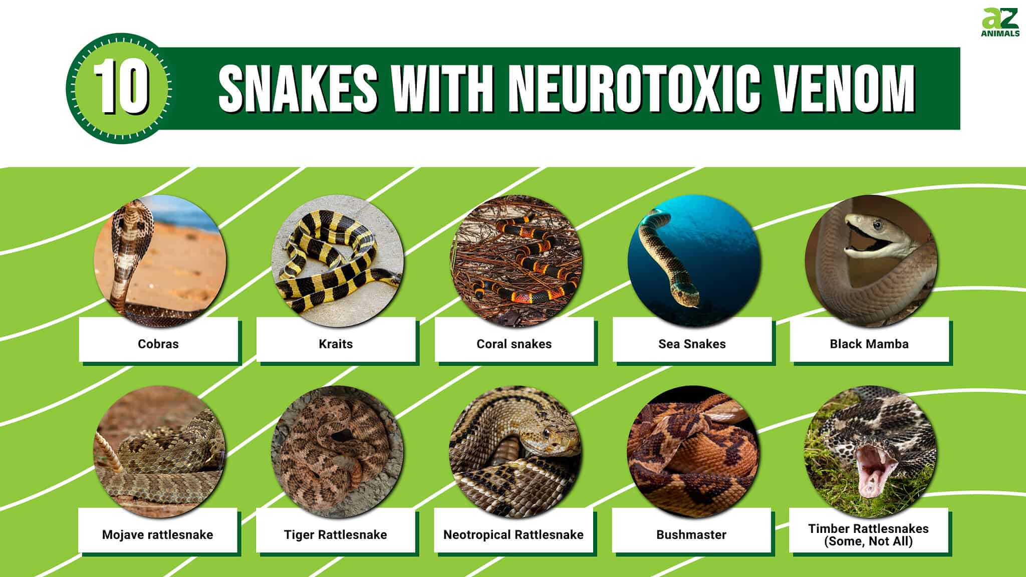 10 Snakes With Neurotoxic Venom - A-Z Animals