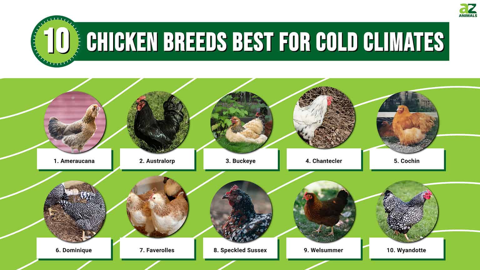 10 chicken breeds best for cold climates - A-Z Animals