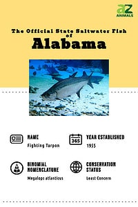 Types Of Fish In Alabama Discover the Official State Fish of Alabama (And Where You Might Spot ...