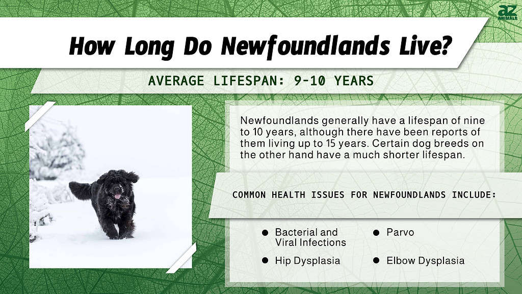 How Long Do Newfoundlands Live? infographic