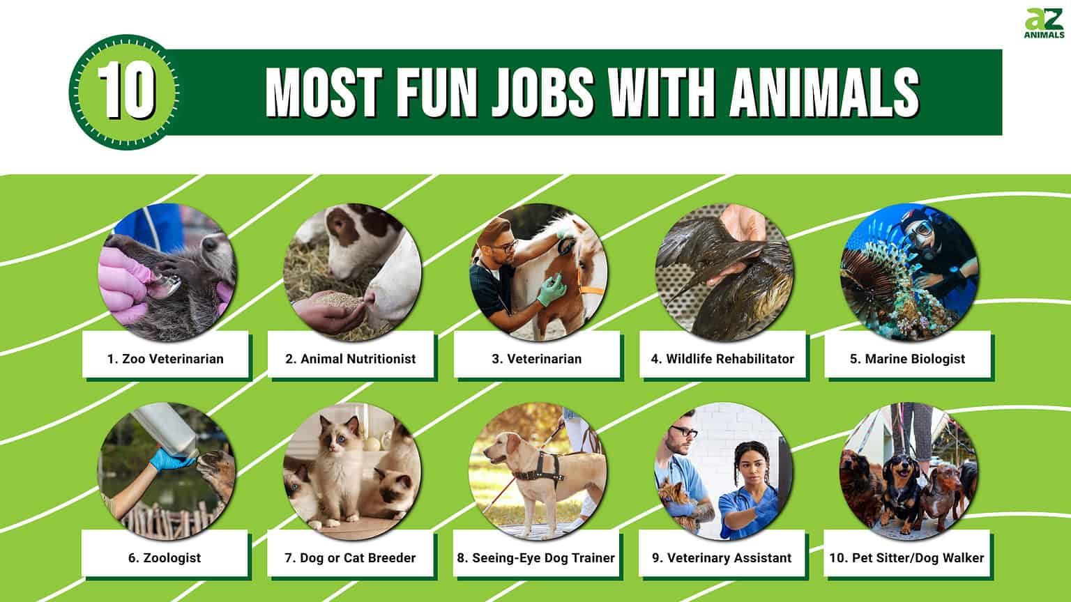 The top 10 most fun jobs with animals a z animals