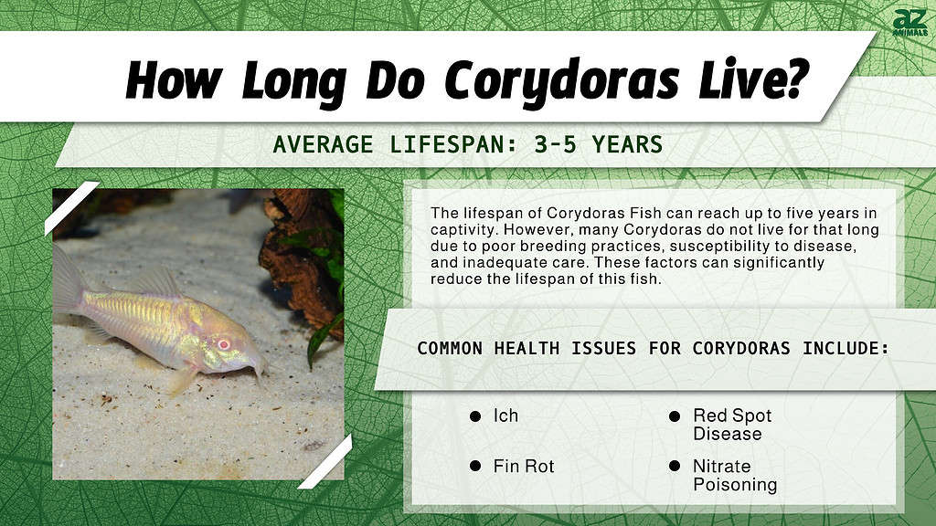 How Long Do Corydoras Live? infographic