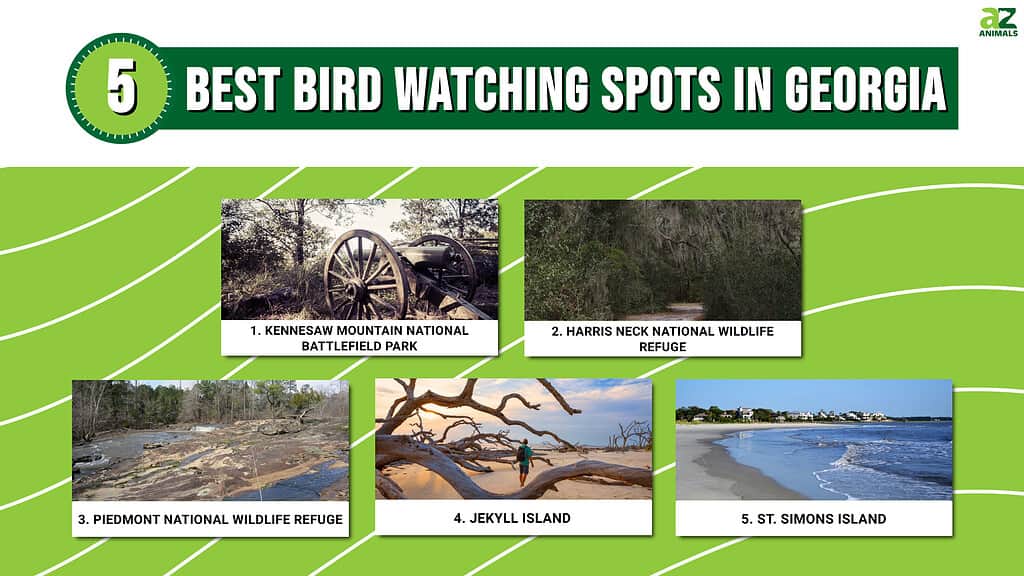 Best Bird Watching Spots in Georgia infographic