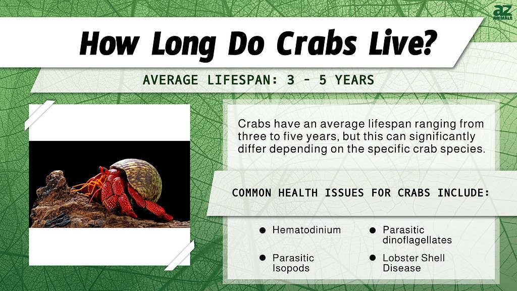 How Long Do Crabs Live? infographic