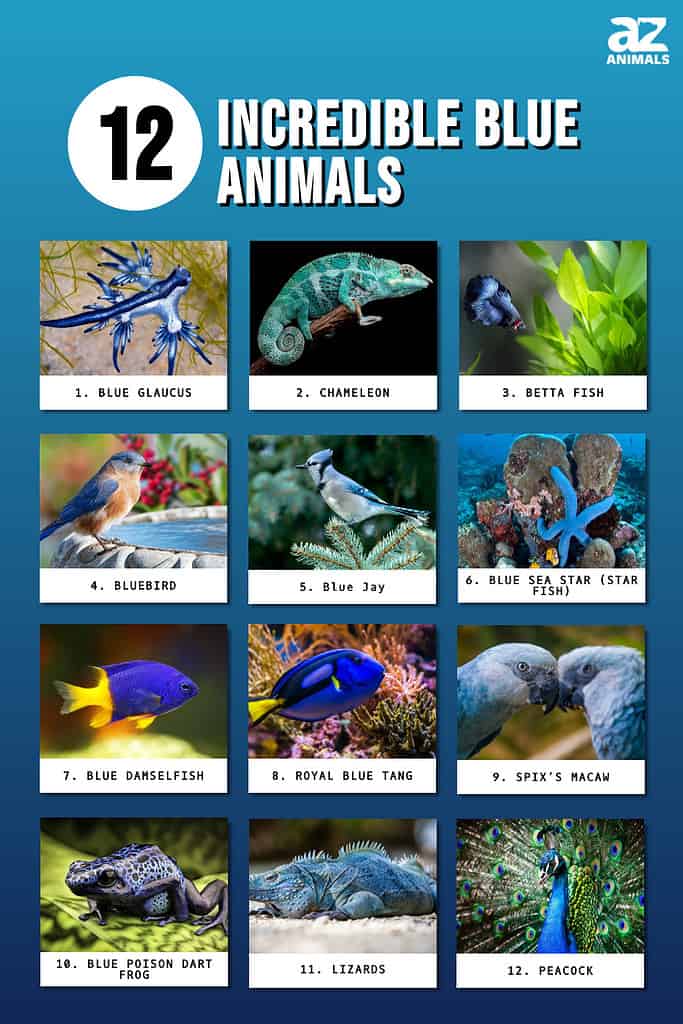 Infographic of 12 Incredible Blue Animals