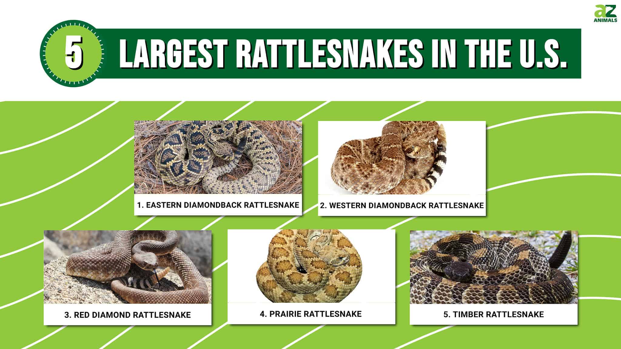 The 5 Largest Rattlesnakes in the United States - A-Z Animals