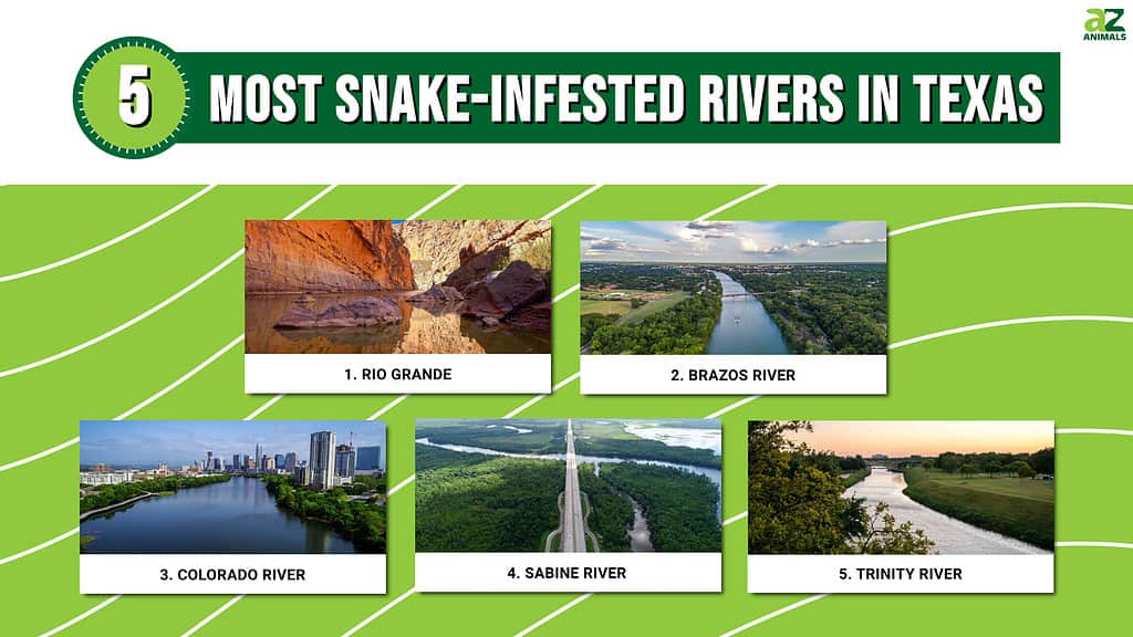 These five rivers are the most snake-infested in Texas