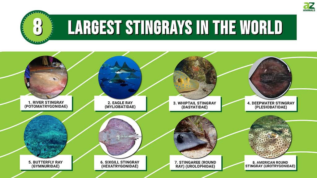 Largest Stingrays in the World infographic