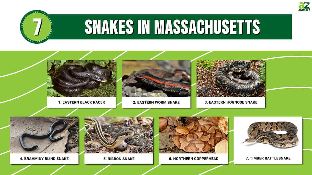 Infographic of 7 Snakes in Massachusetts