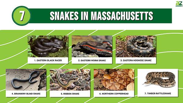 Discover the 15 Snakes in Massachusetts (2 Are Venomous!) - A-Z Animals