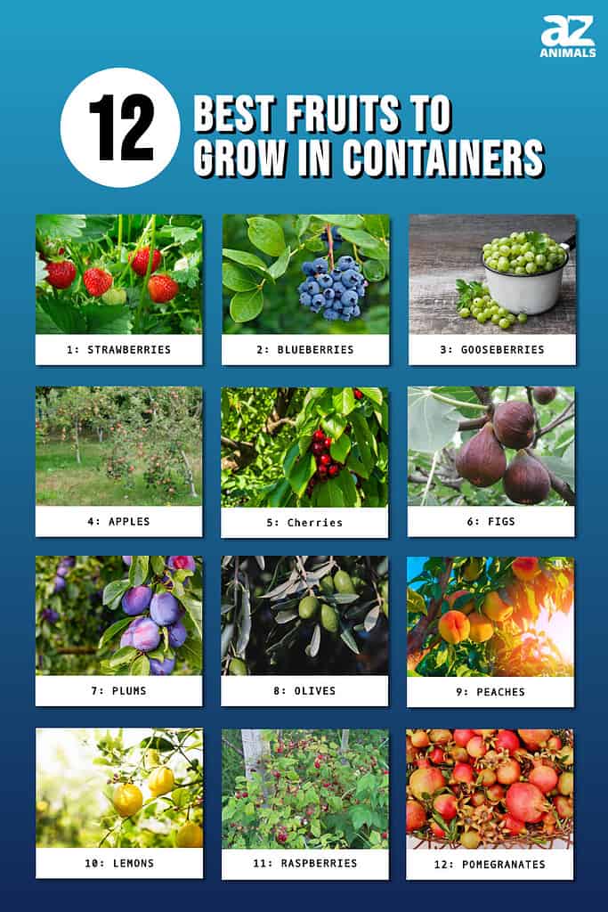 This infographic illustrates 12 fruits that can be grown in containers