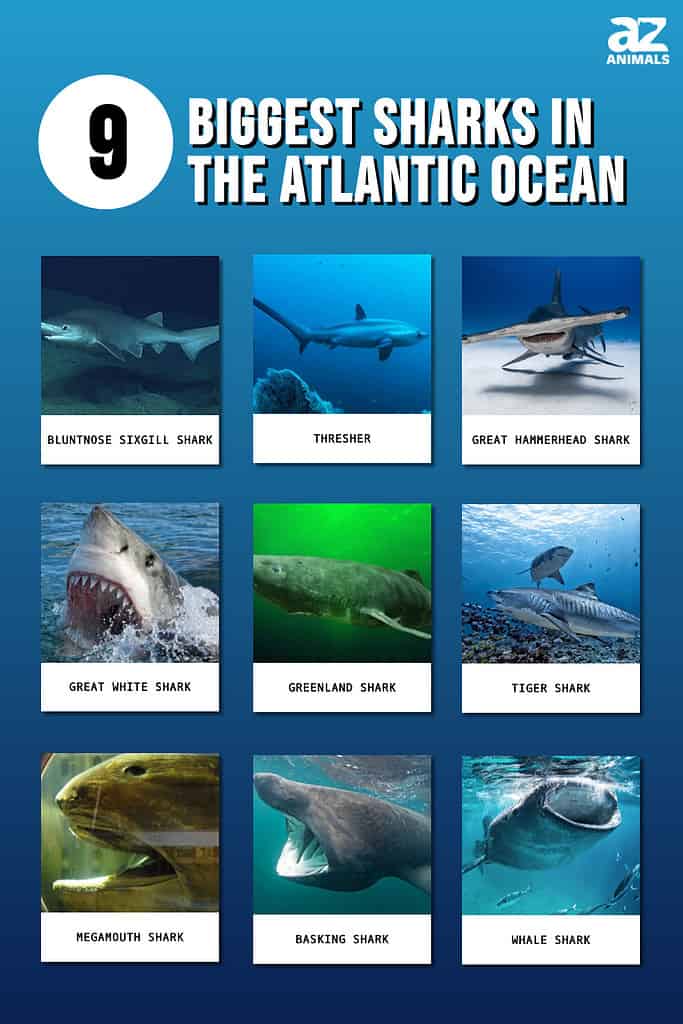 Picture graph of 9 Biggest Sharks in the Atlantic Ocean
