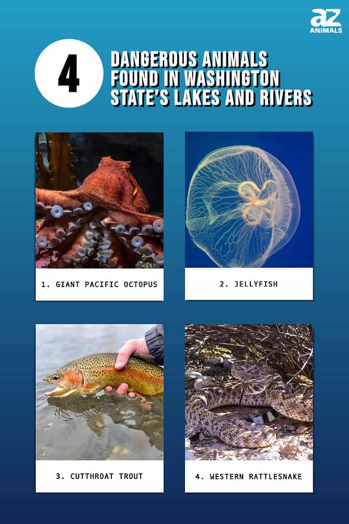 This infographic illustrates four dangerous animals in Washington State waters