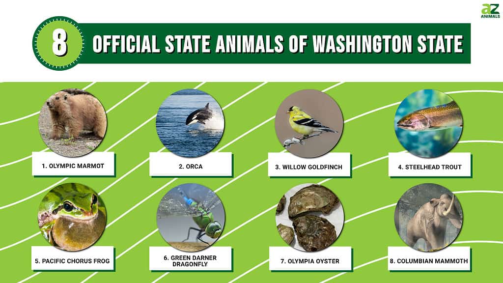 Infographic of 8 Official State Animals of Washington State