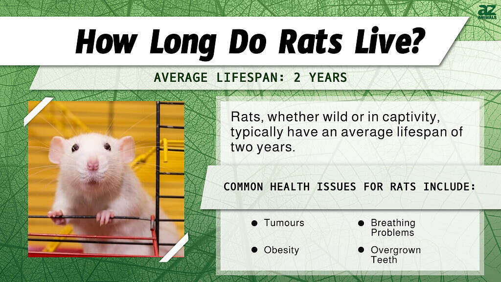 How Long Do Rats Live? infographic