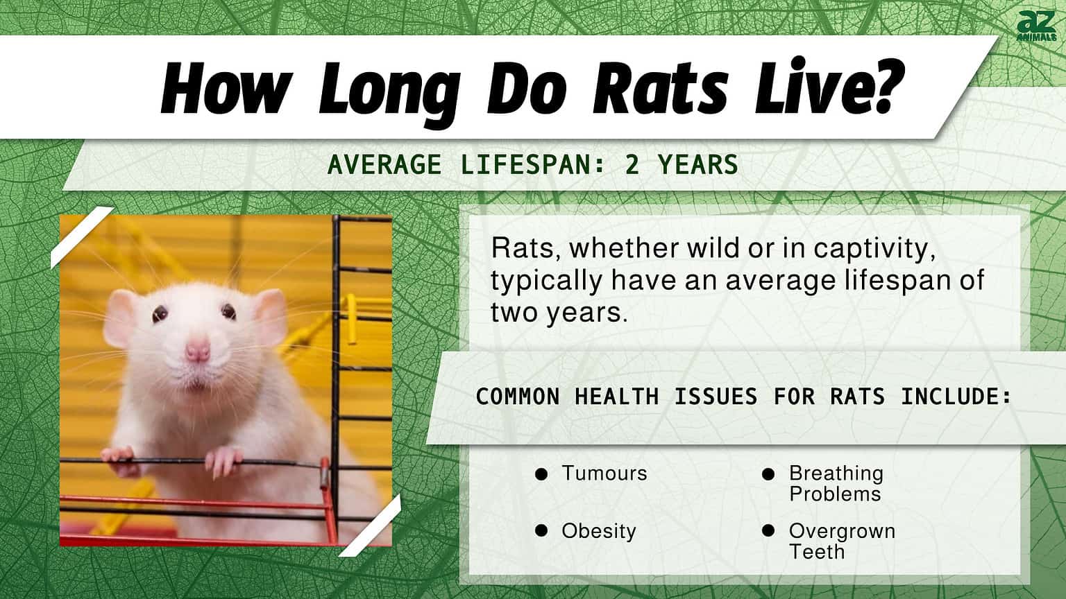 Rat Lifespan How Long Do Rats Live? AZ Animals