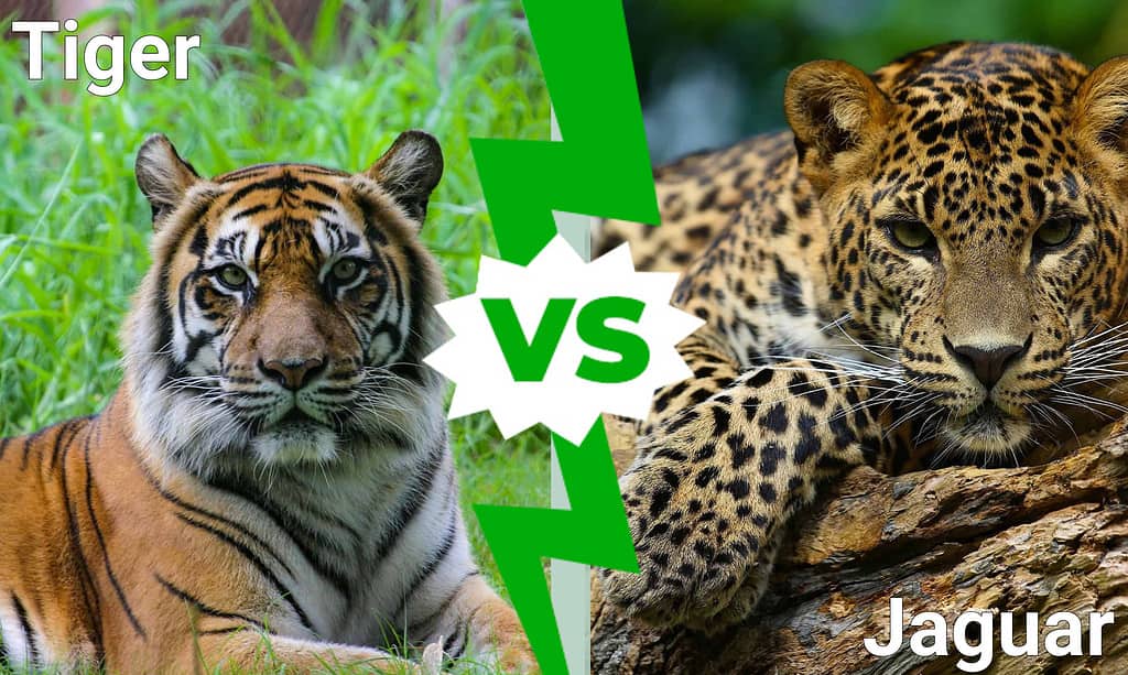 Tiger vs. Jaguar